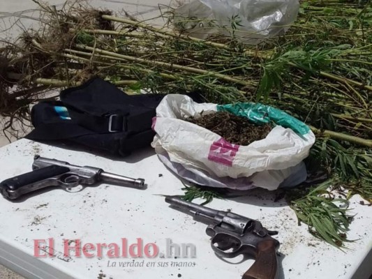 Detienen a hombre por sembrar 1,500 plantas de marihuana en Comayagua