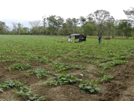 Severo descenso del 65% en la producción de sandía en Honduras