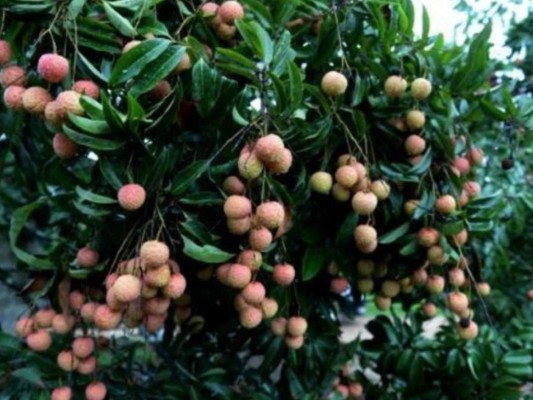 Encefalitis presuntamente provocada por lichis mata a 31 niños en India&nbsp;&nbsp;