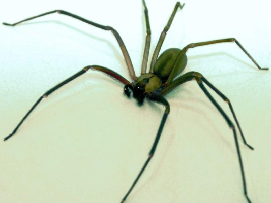 Desgarrador: así quedó el brazo de un trabajador de 'Rust' tras mordedura de araña venenosa