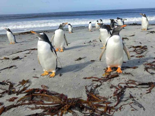 Islas Falkland: en el fin del mundo queda un bello paraíso