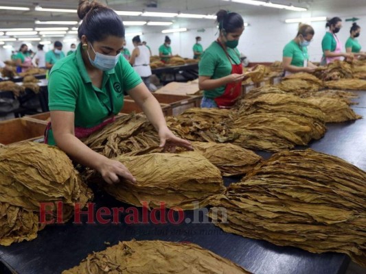 ¿Cómo se elabora el tabaco hondureño, reconocido entre los mejores a nivel mundial?