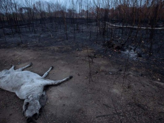 Animales muertos y bosques en cenizas: Las fotos de Amazonia en llamas