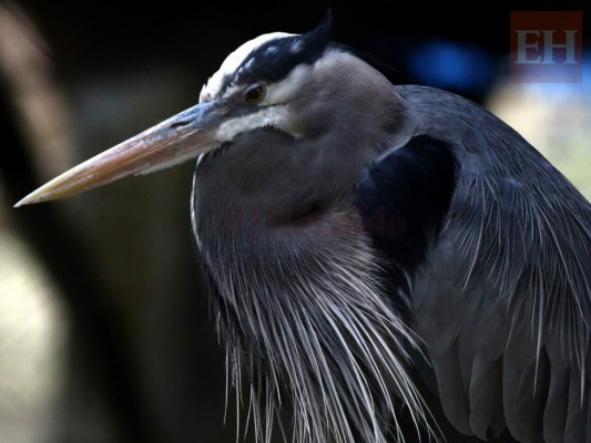20 fotos de animales en el zoológico de Tegucigalpa que te cambiarán el día