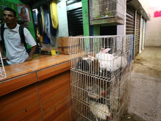 Lucrativo tráfico de animales registra la capital de Honduras