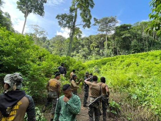 Destruyen tres manzanas de plantaciones de coca en La Mosquitia