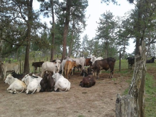 Entregan ganado incautado a invasores de la Biósfera del Río Plátano
