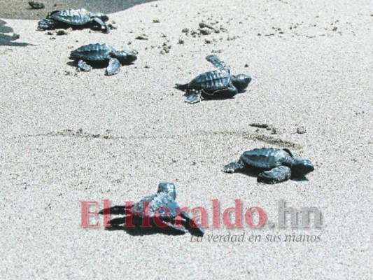 Las tortugas que desovan en las costas hondureñas nacieron en esas mismas playas hace una década. Foto: Gissela Rodríguez.