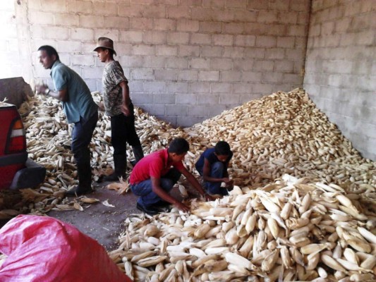 Un éxito la cosecha de semilla mejorada