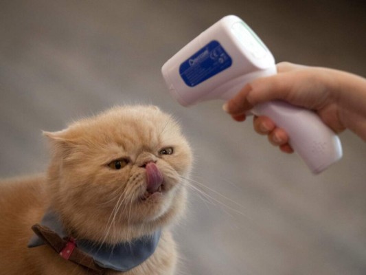 Gatos asintomáticos propagan el coronavirus a otros gatos