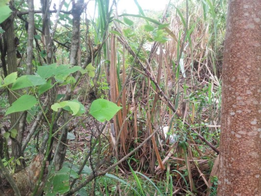 Hallan mujer decapitada y cuerpo encostalado en colonia Edilberto Solano de Choloma