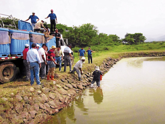 Sube producción artesanal de tilapia en Comayagua