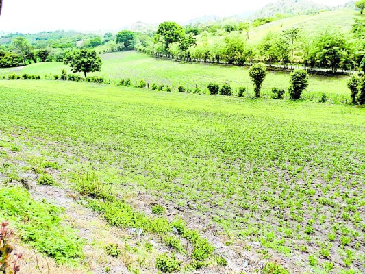 Producción de granos disminuirá en 50 por ciento