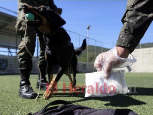 Ranger, el can policía cuya astucia no tiene límite