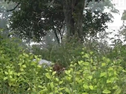 Hallan muerta a mujer que había sido raptada en Choloma, Cortés