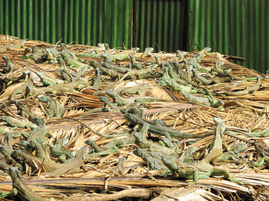 Masiva liberación de iguanas verdes al sur de Honduras