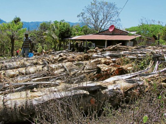 Vecinos de Danlí retoman producción del vino de coyol