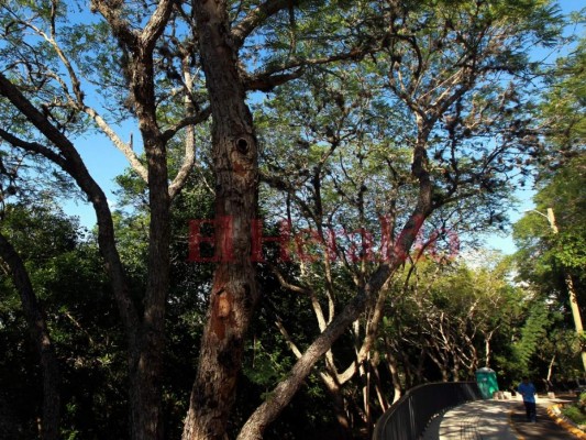 Fotos: Actividades que los capitalinos pueden realizar en el renovado Cerro Juana Laínez