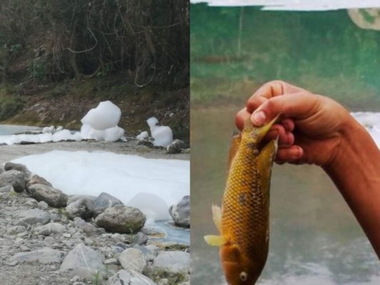 FOTOS: El impacto causado por el derrame de un ácido en el río Chamelecón