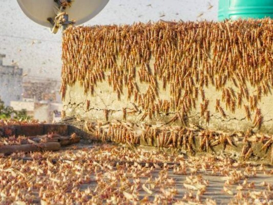 ¿Hacia dónde va la 'nube' de langostas que amenaza a países de Sudamérica?&nbsp;&nbsp;