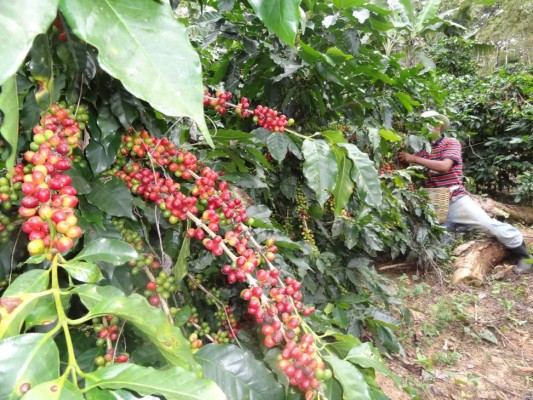 Bélgica desplaza a EE UU del segundo lugar en destinos de café hondureño