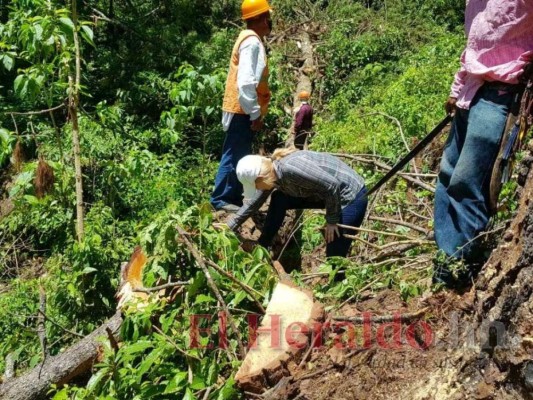 Ingeniera descubre nueva especie de insecto en Honduras