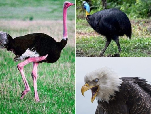 Existen aves que resultan sumamente peligrosas para los humanos, algunas por su peso, otras por su altura y varias de ellas por su nivel de agresividad.