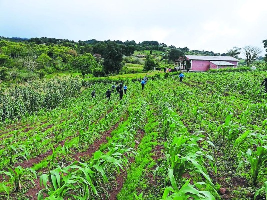 Honduras: Esposos matan a su cuñado y lo entierran en el patio de su casa