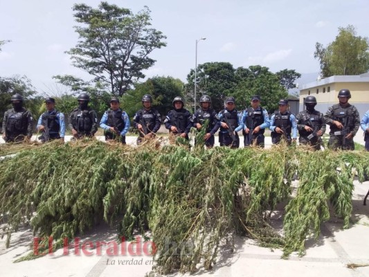 Detienen a hombre por sembrar 1,500 plantas de marihuana en Comayagua