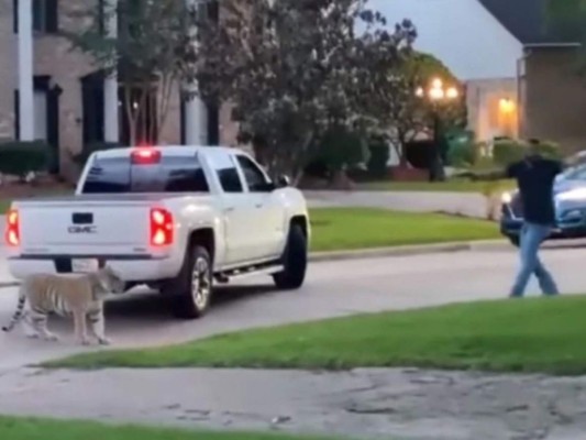 ¡Se escapó! Tigre de Bengala causa pánico en las calles de Texas