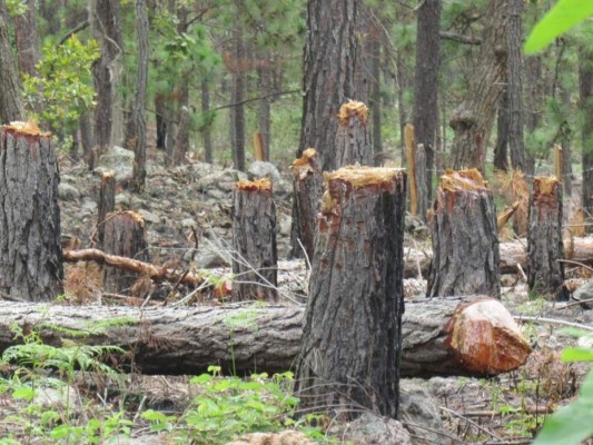La tala ilegal de pinos se registra de manera constante en varias zonas del Panacoma. (Foto: El Heraldo Honduras)