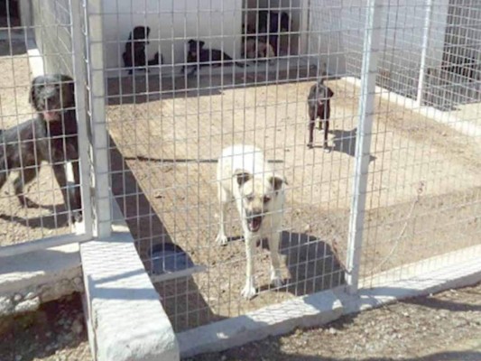 Una camisa de Cristiano Ronaldo puede salvar a 80 perros