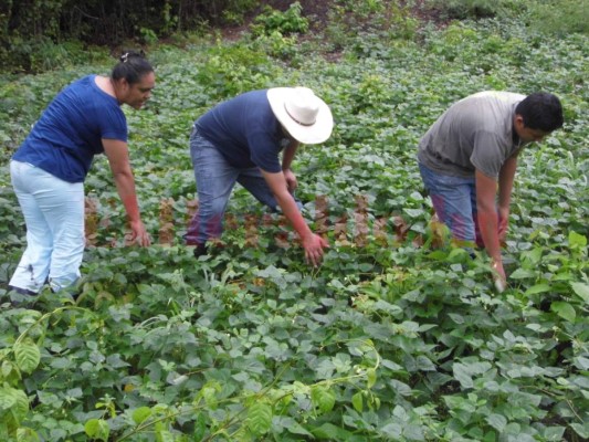 En diciembre inicia proyecto Cámara del Frijol