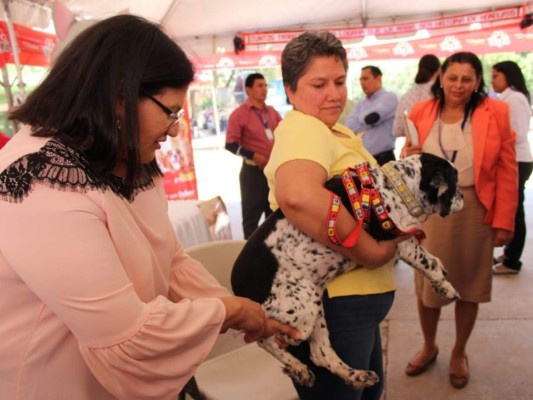 Así inició la jornada de vacunación de perros y gatos en Honduras