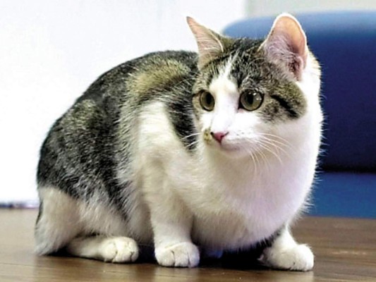 Capturan gato que intentó ingresar celular a una cárcel en Costa Rica