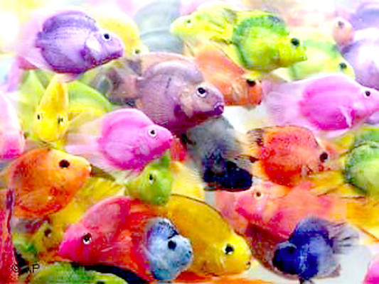 Peces de laboratorio prueban que ignorantes impulsan democracia