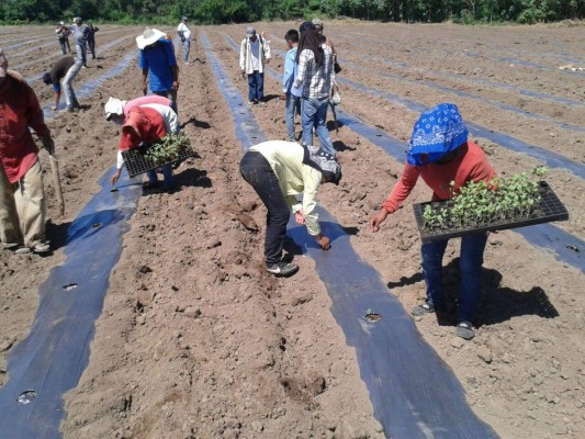 Productores de ajonjolí del sur buscan ampliar cosecha y ventas