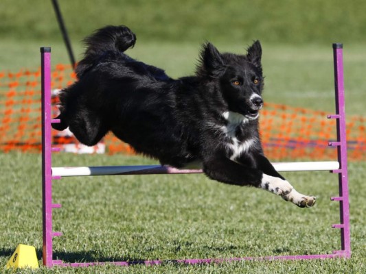 Rutinas para mantener a su canino en buena forma