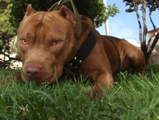 Los caninos de nuestros lectores