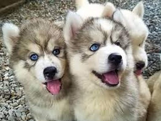 ¿Puedes encontrar en 10 segundos al perro oculto en la imagen?&nbsp;&nbsp;