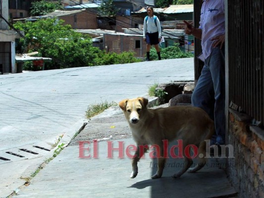 FOTOS: 10 datos sobre los animales callejeros en la capital de Honduras