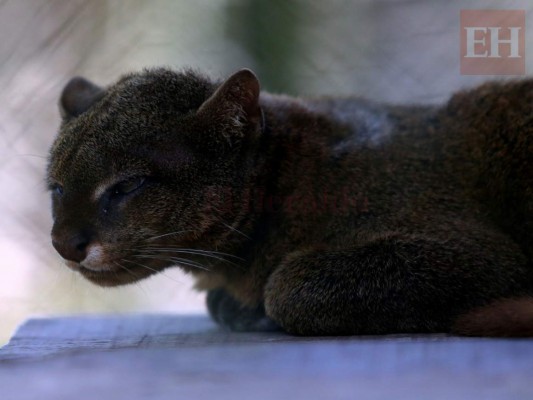 20 fotos de animales en el zoológico de Tegucigalpa que te cambiarán el día