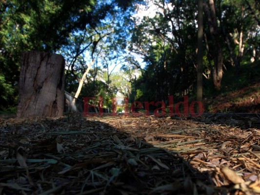 Fotos: Actividades que los capitalinos pueden realizar en el renovado Cerro Juana Laínez