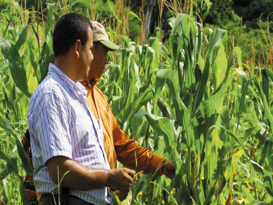 Realizan investigación para identificar semillas aptas para el cultivo