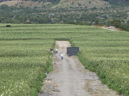 Producción de ocra crece en un 40 por ciento