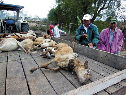 Informe no revela causante de la muerte de ovejas
