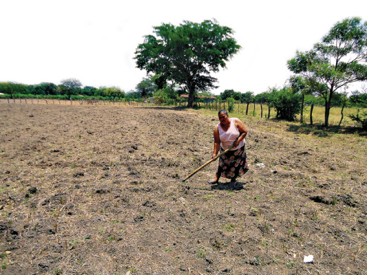 Cooperativas y cajas rurales impulsan el comercio y la agricultura