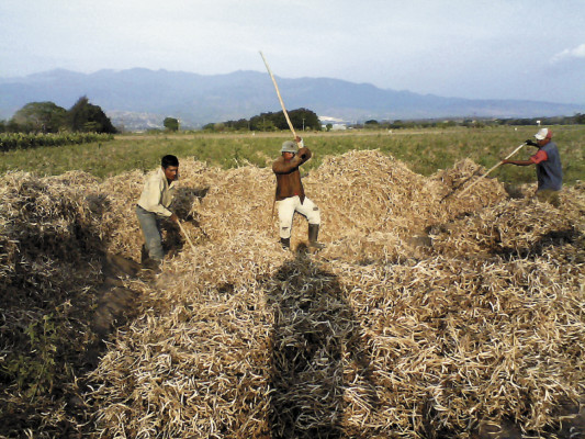 Comayagua y La Paz mejoran producción de granos básicos