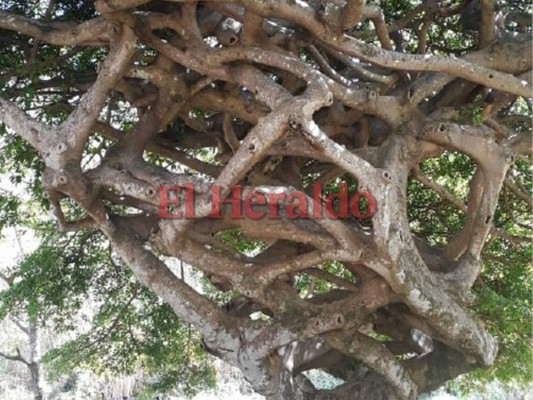 Honduras: Opatoro es el pueblo lenca con cero quemas y tala de bosques