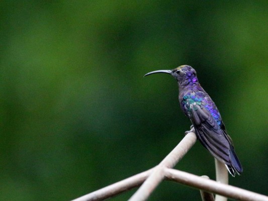 Lago Fest: un paraíso para senderismo, kayak y avistamiento de aves